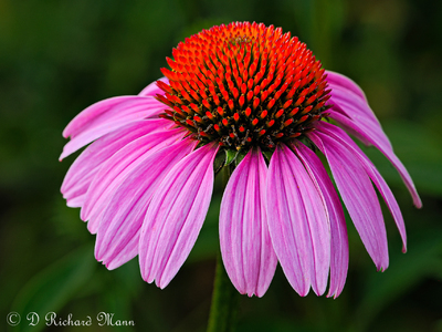 Coneflower Receives Honorable Mention at DCC