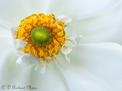 Ranunculus #3 Awarded DCC Image Of The Year