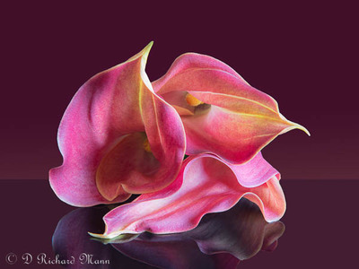 Reflecting On Calla Lilies in DCC 2023 Exhibition