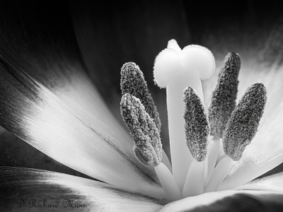 Tulip Black and White Takes 2nd Place For May